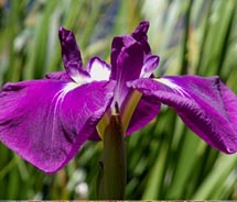 The San Francisco Botanical Gardens will celebrate spring with a flower exhibit. // c 2013 Joanne Olivieri  and the San Francisco Botanical Gardens Sm